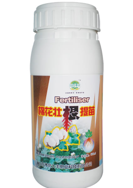 棉花壯根提苗